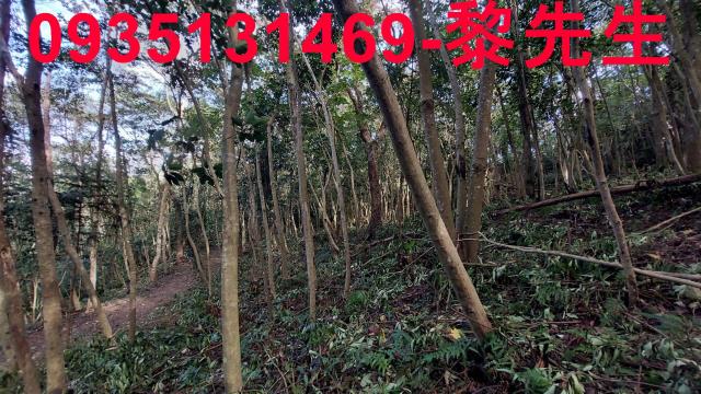 苗栗三灣農地-10