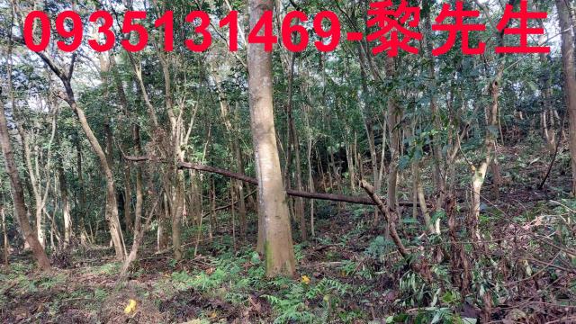 苗栗三灣農地-15