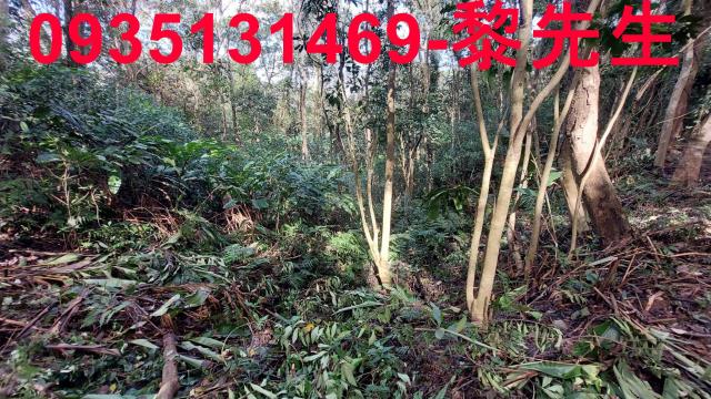 苗栗三灣農地-9