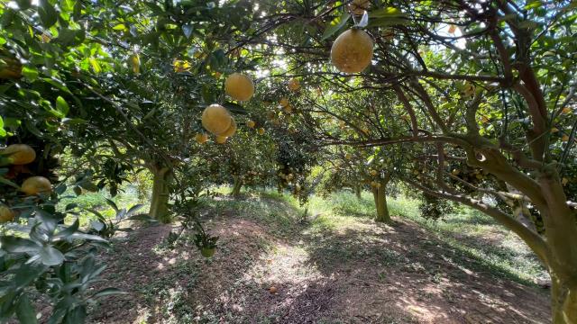 新竹峨眉農地-10