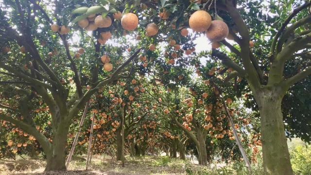 新竹峨眉農地-15