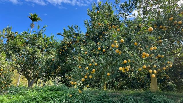 新竹峨眉農地-3