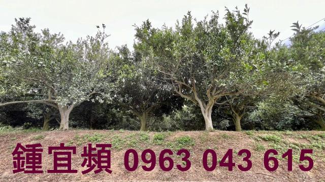 新竹峨眉農地-4