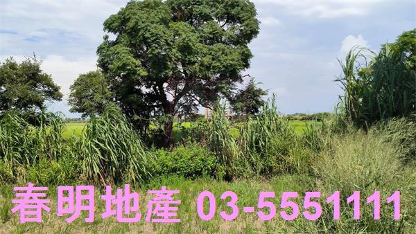新豐農地-4