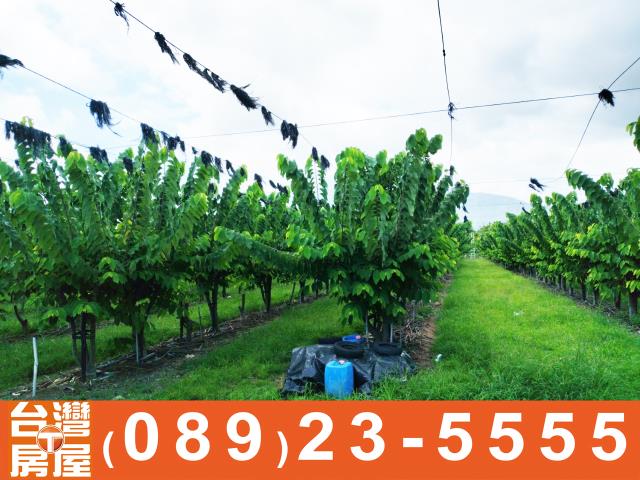 台東農地-3