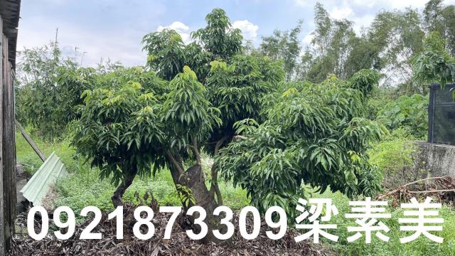 關廟農地-7