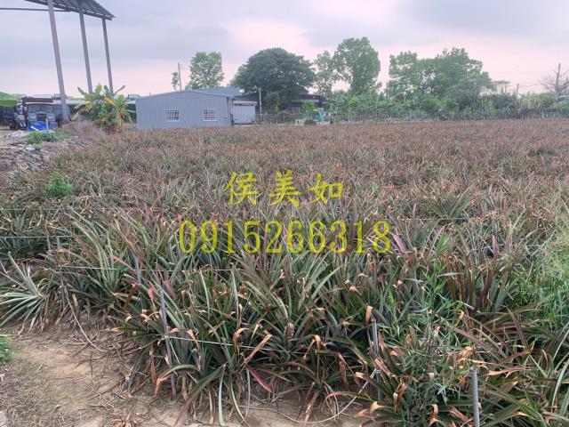 中埔農地-4