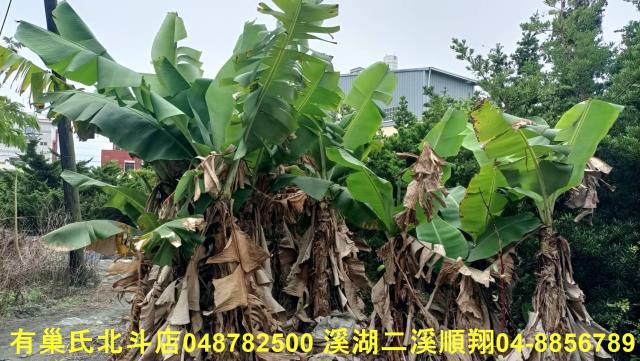 田尾農地-11
