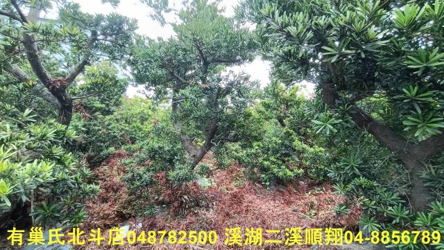 田尾農地-3