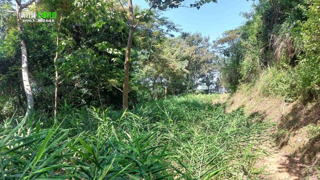 北埔農地-14