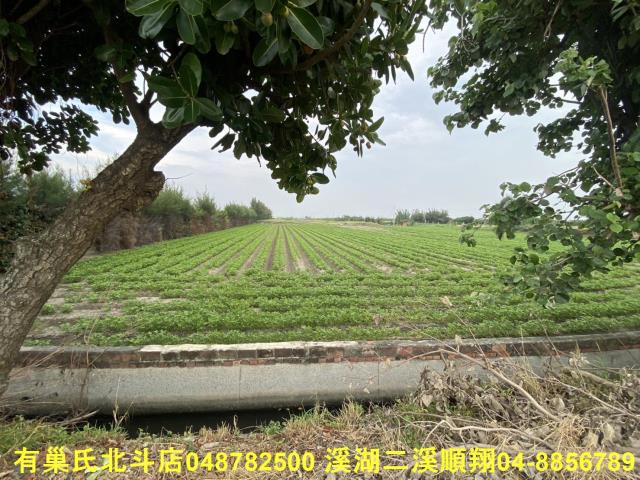 大城農地-5