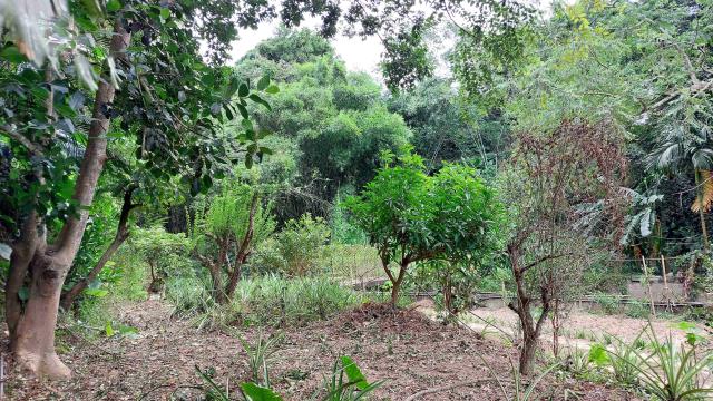 新竹峨眉農地-5