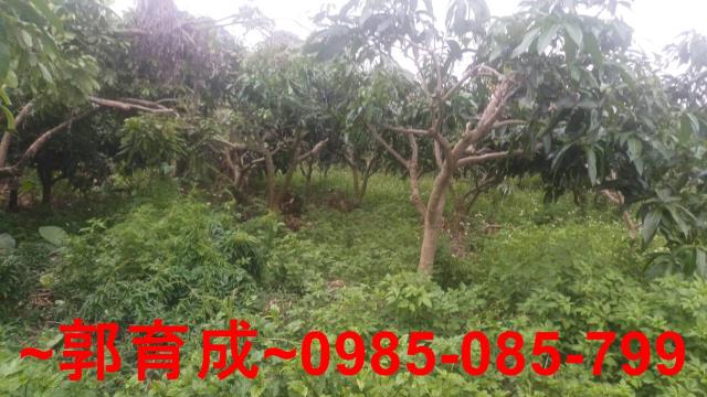 嘉義農地-6