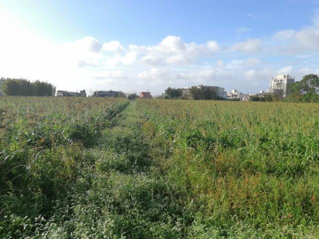 桃園觀音農地-5