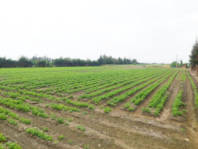 大城農地-12