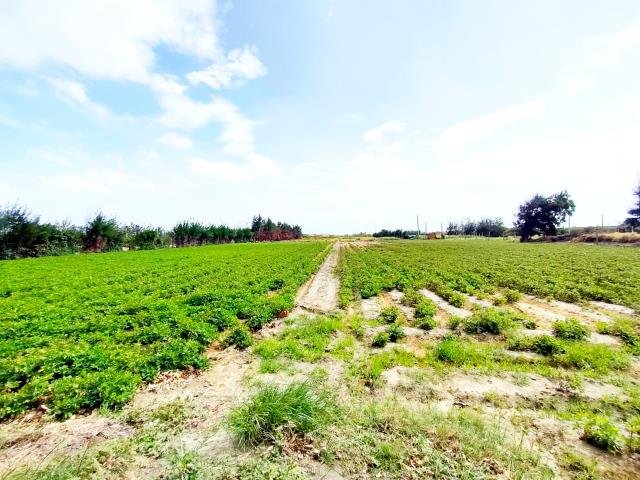 大城農地-5
