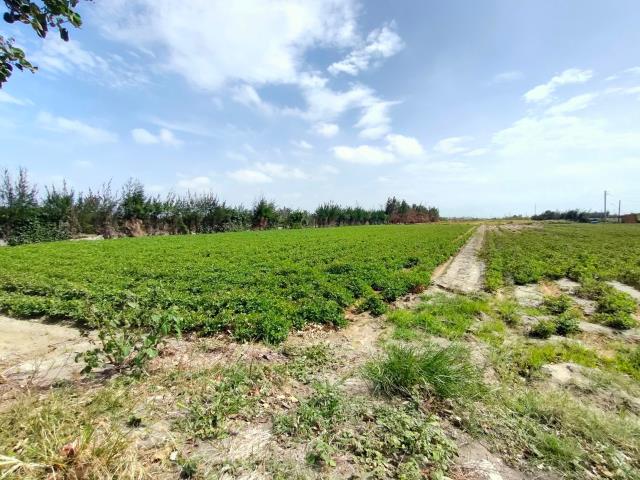 大城農地-6