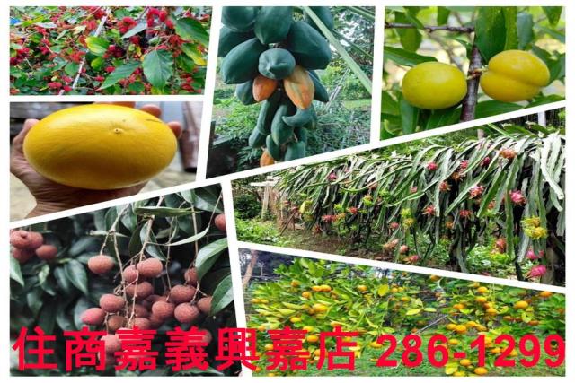 新竹竹東農地-4