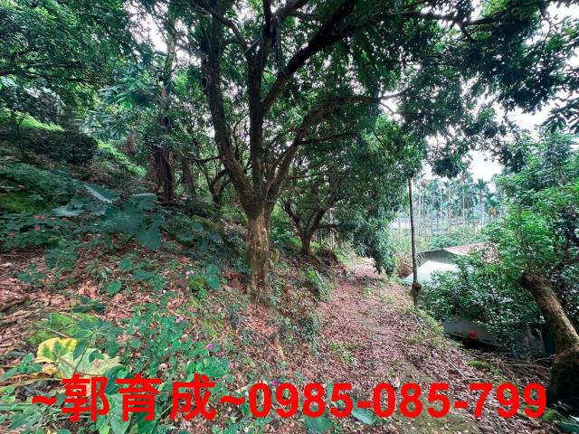 竹崎農地-12