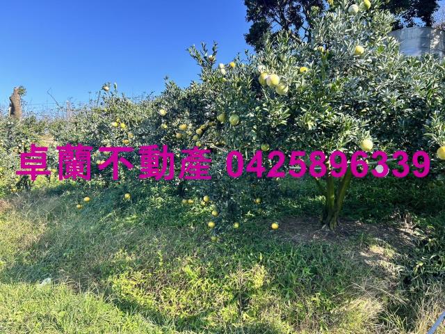 卓蘭農地-3