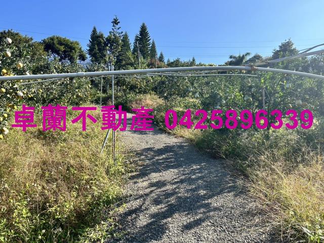 卓蘭農地-6