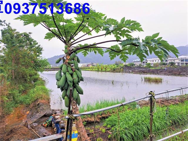 宜蘭員山農地-9