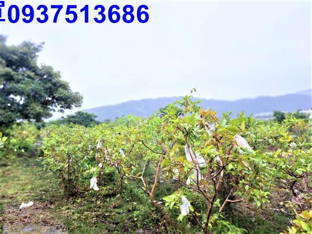 宜蘭員山農地-2