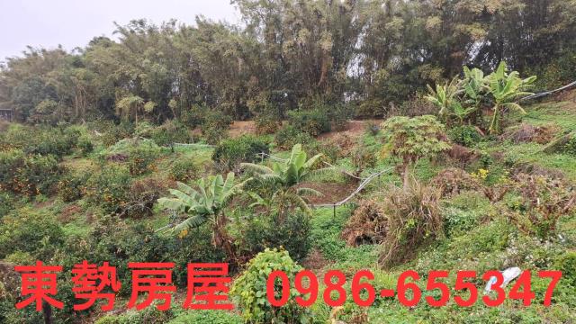 卓蘭農地-8
