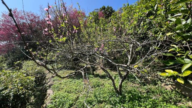 芎林農地-11