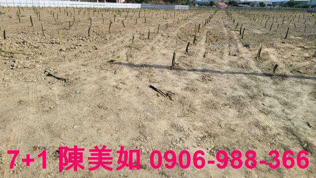 大社農地-1