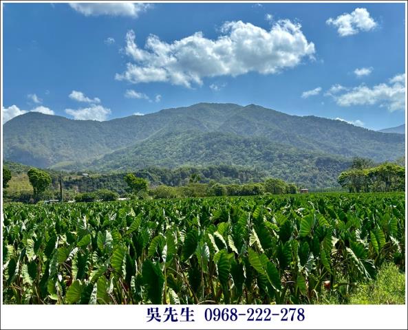 屏東高樹農地-11
