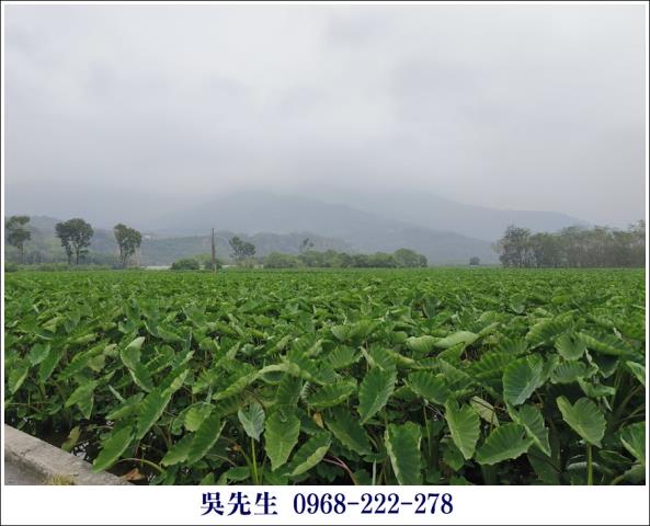 屏東高樹農地-13