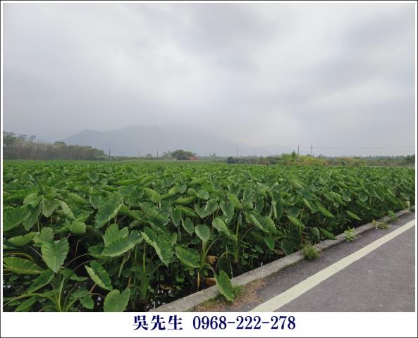 屏東高樹農地-6
