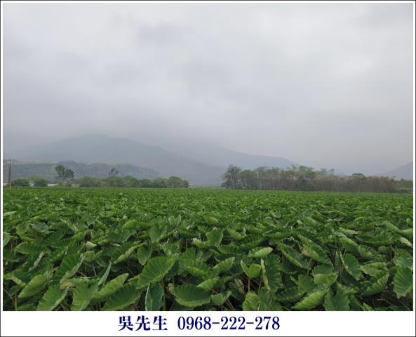 屏東高樹農地-9