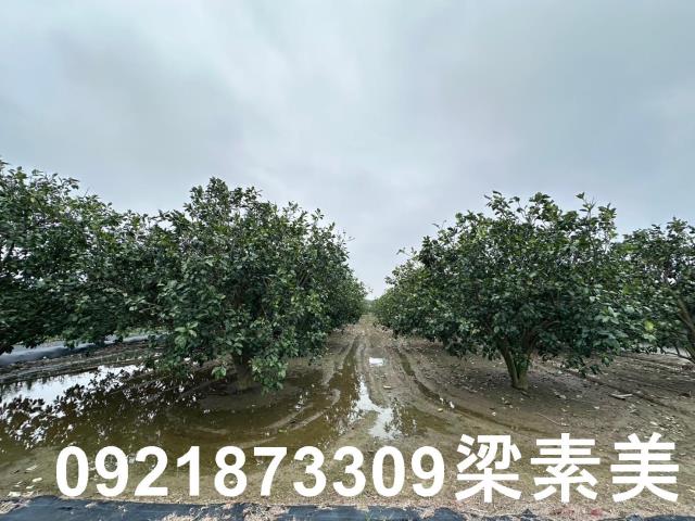 麻豆農地-10