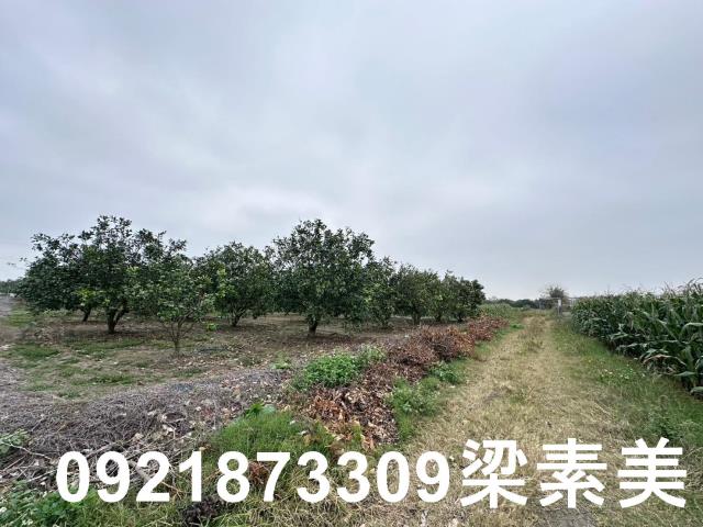 麻豆農地-1