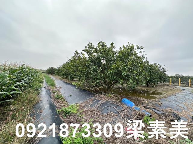 麻豆農地-9