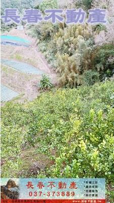 大湖農地-3