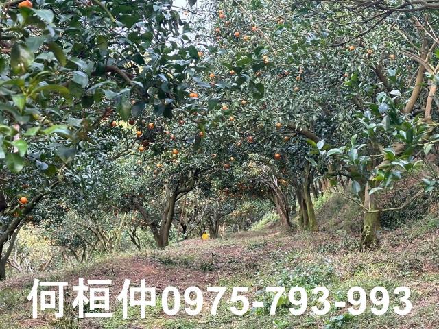 苗栗農地-9
