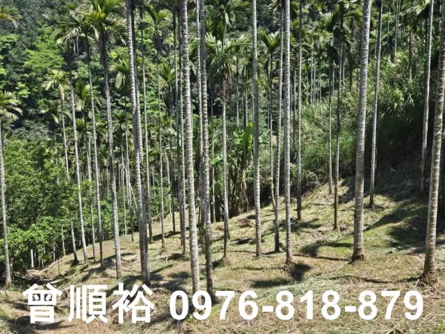 橫山農地-12
