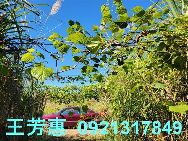 苗栗農地-10