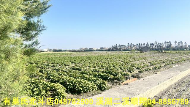 大城農地-2