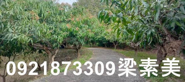 田寮農地-7
