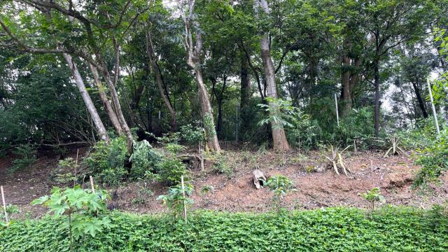 新竹北埔山坡地-11