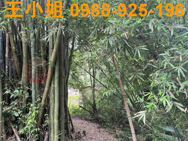 桃園建地-4