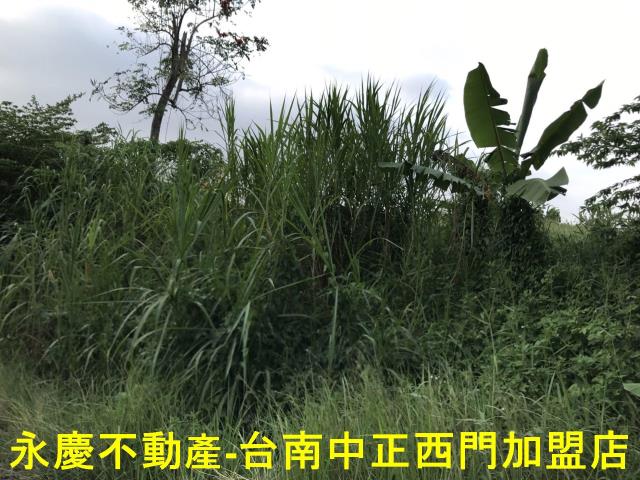 左鎮農地-2