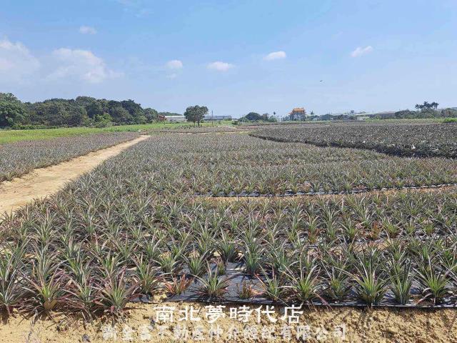 台南關廟農地-2