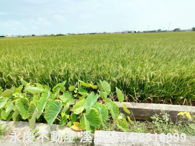 彰化埔鹽農地-13
