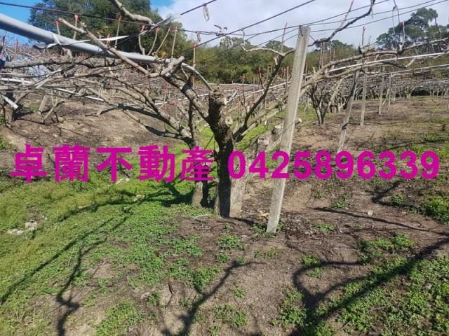 卓蘭農地-4