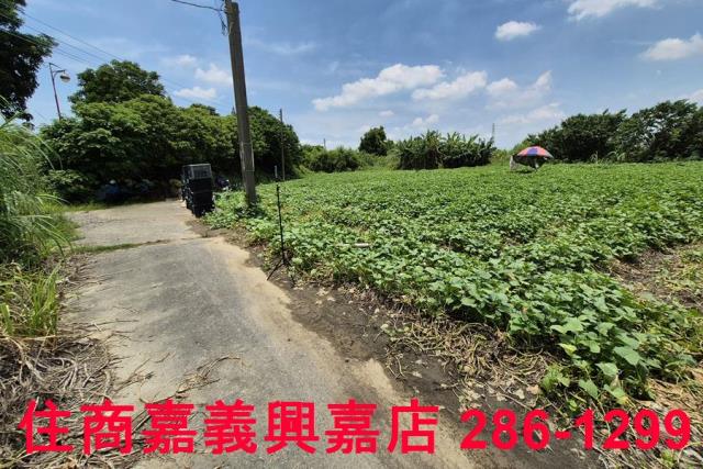 嘉義新港農地-7